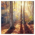 Картина ProArt Mystic Forest [1]