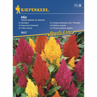 Семена за цветя Kiepenkerl Целозия Plumosa Pinasta Mix