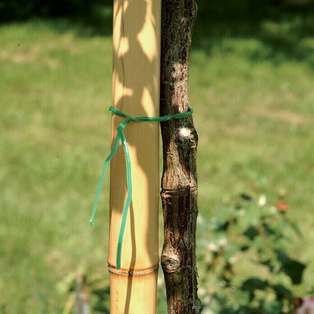 Бамбукова тръба [2]