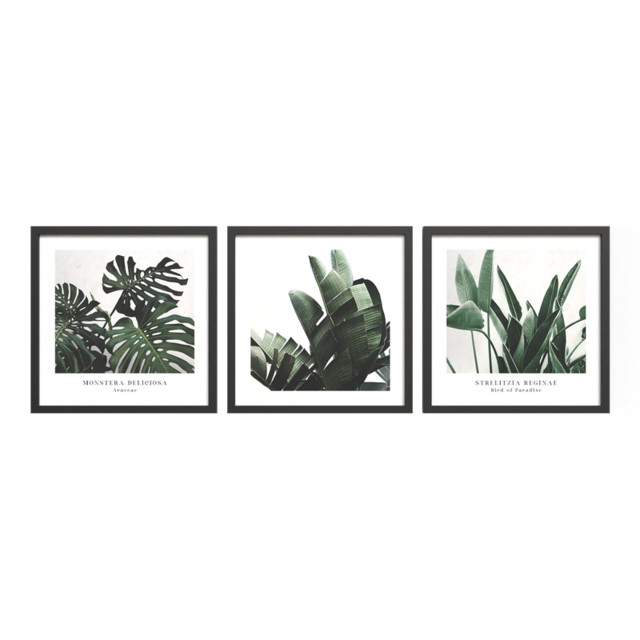 Комплект рамкирани картини Plant [4]