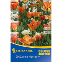 Луковици различни видове Kiepenkerl Colour Symphony Sunrise Harmony