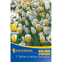 Луковици различни видове Kiepenkerl Colour Symphony White and Yellow Sensation