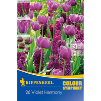 Луковици различни видове Kiepenkerl Colour Symphony Violet Harmony