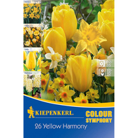 Луковици различни видове Kiepenkerl Colour Symphony Yellow Harmony