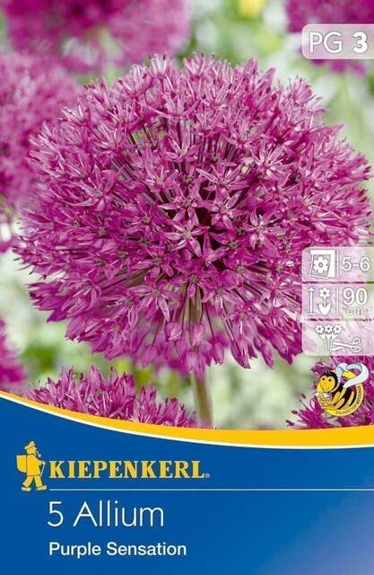 Алиум Kiepenkerl Purple Sensation [1]