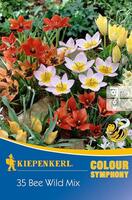 Луковици диви лалета Kiepenkerl Color Symphony Bee Wild Mix
