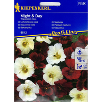 Семена за цветя Kiepenkerl Латинка Night ‎& Day