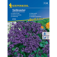 Семена за цветя Kiepenkerl Ванилия Перуански Heliotrop