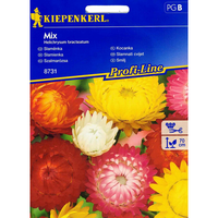 Семена за цветя Kiepenkerl Хризантема Микс