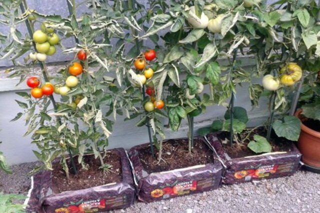 Субстрат за домати и чушки Floria "Обърни и засади" [2]