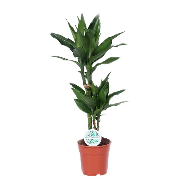 Драцена Dracaena Janet Lind [1]