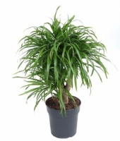 Драцена Dracaena Anita variegata