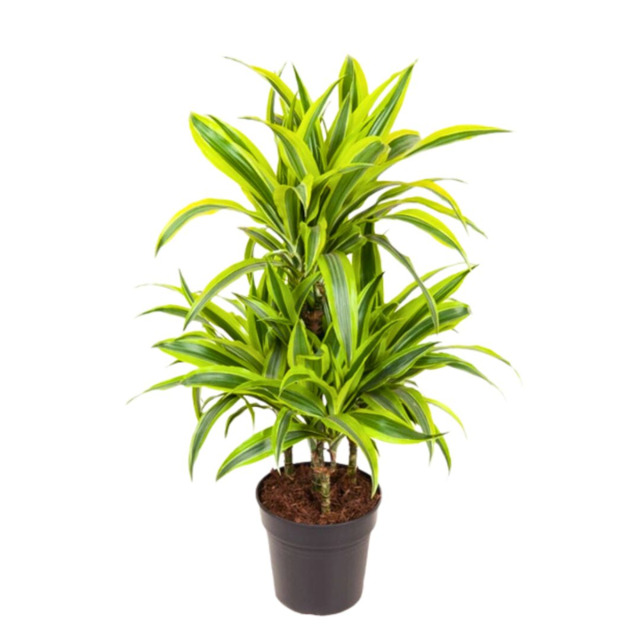 Драцена Dracaena lemon lime carrousel [1]