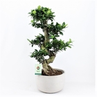 Фикус Женшен в бетонена саксия Ficus Ginseng [1]