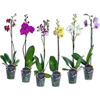 Орхидея Phalaenopsis