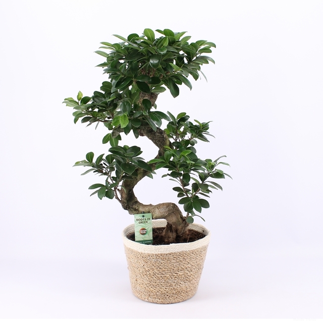 Фикус Женшен с плетена кашпа Ficus Ginseng S [1]