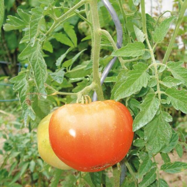 Колче за домати [2]