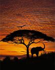 Фототапет Komar African sunset, 4 части, 194х270 см [1]
