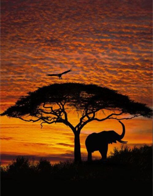 Фототапет Komar African sunset, 4 части, 194х270 см [2]