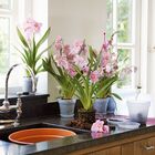 Саксия за орхидеи Elho [1]