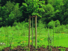 Дървен заострен кол за ограда [0]