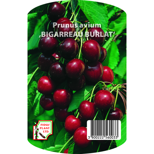 Плодно дръвче Череша Bigarreau Burlat [1]