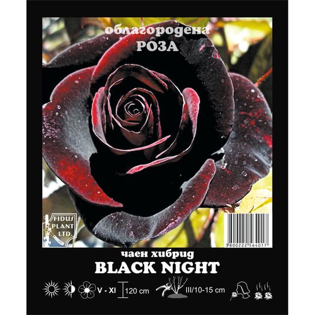 Корен роза Black Night [1]