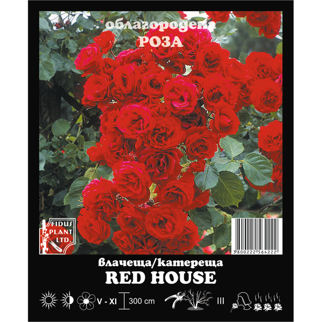 Корен роза Red House [1]