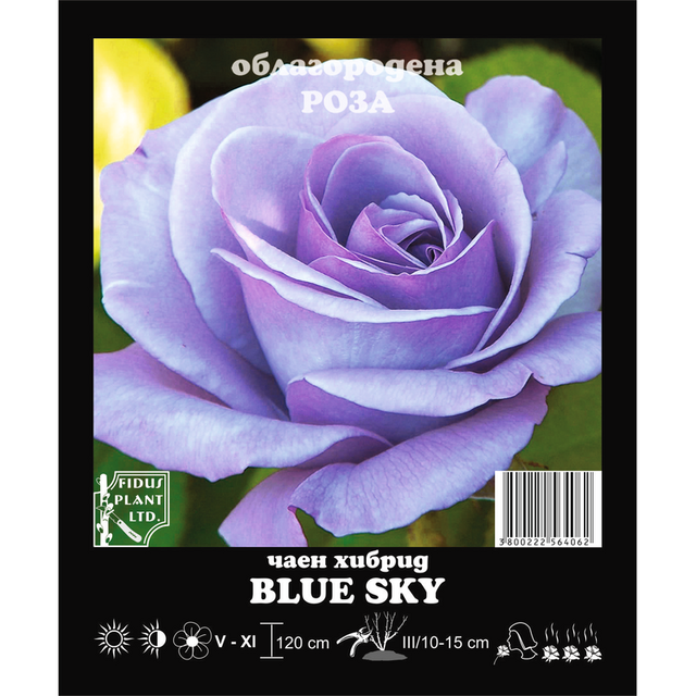 Корен роза Blue Sky [1]