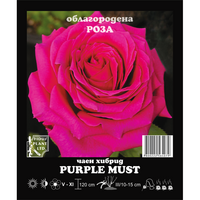 Корен роза Purple Mist