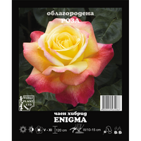 Корен роза Enigma