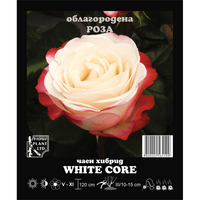 Корен роза White Core