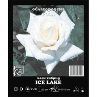 Корен роза Ice Lake
