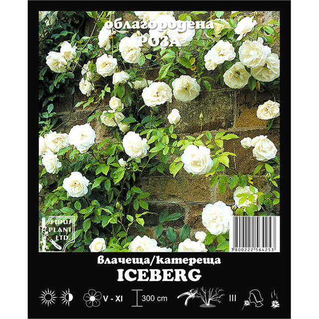 Корен роза Iceberg [1]