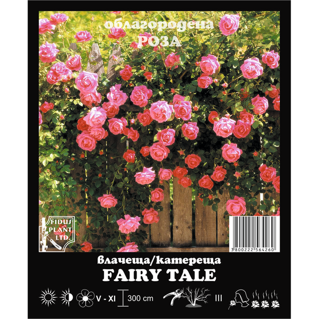 Корен роза Fairy Tale [1]