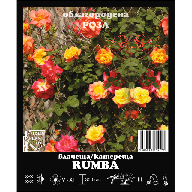 Корен роза Rumba [1]