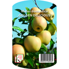 Плодно дръвче Ябълка Златна Превъзходна [1]