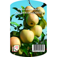 Плодно дръвче Ябълка Златна Превъзходна