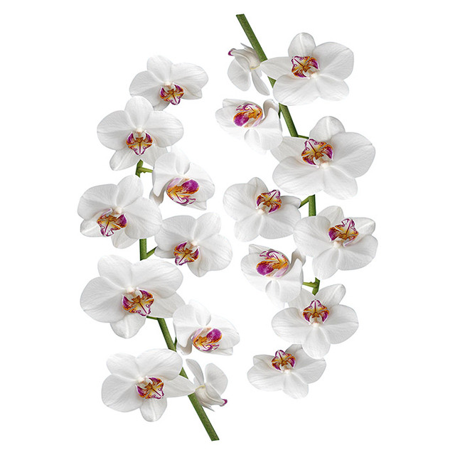 Декоративен стикер Орхидея [2]