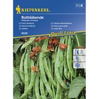 Семена за зеленчуци Kiepenkerl Червен боб