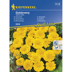 Семена за цветя Kiepenkerl Тагетес Goldzwerg [1]