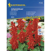 Семена за цветя Kiepenkerl Салвия Splendens