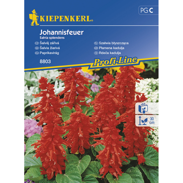 Семена за цветя Kiepenkerl Салвия Splendens [1]