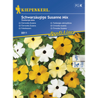 Семена за цветя Kiepenkerl Тунбергия Schwarzäugige Susanne [1]