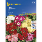 Семена за цветя Kiepenkerl Флокс  [1]