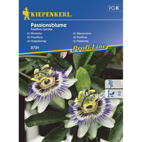 Семена за цветя Kiepenkerl Пасифлора