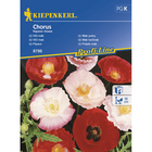 Семена за цветя Kiepenkerl Мак Chorus [1]