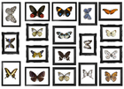 Декоративен стикер Plage Пеперуди в рамки [0]