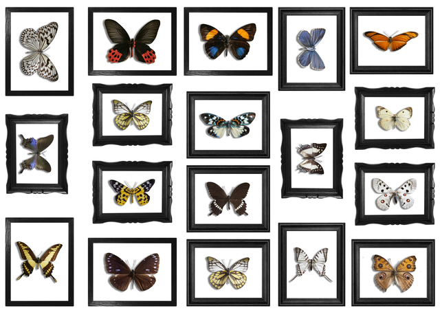 Декоративен стикер Plage Пеперуди в рамки [2]